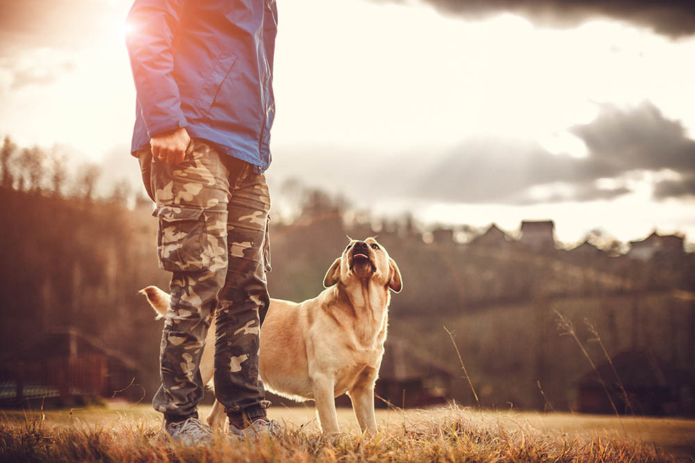 How to Pick the Best Dog Trainer