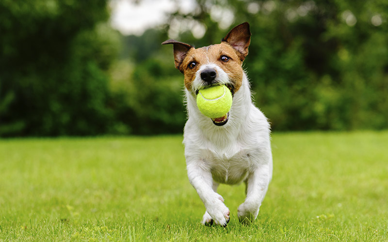 Small white and brown dog running on the grass with a yellow tennis ball in its mouth