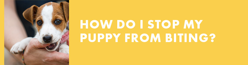 How do I stop my puppy from biting? header on exfed dog training website