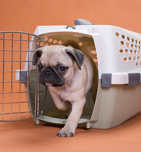 small pug puppy exiting crate