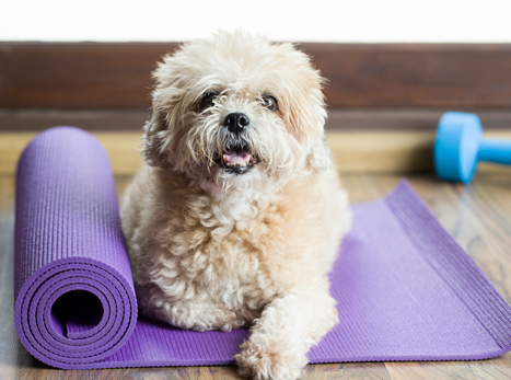 White dog lying on a purple exercise mat partially unrolled