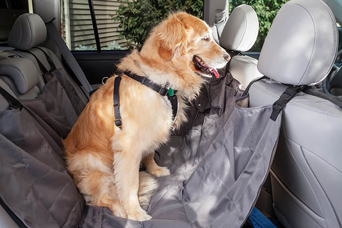 Golden retriever in the back seat of a car properly harnessed in