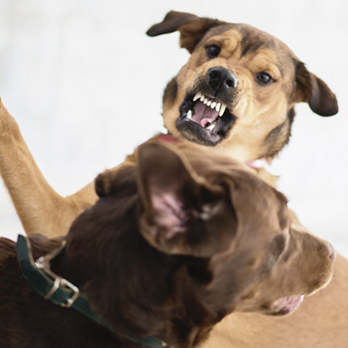 two dogs interacting with one with mouth open and snarling while the other brown dog appears frightened and wants to move away