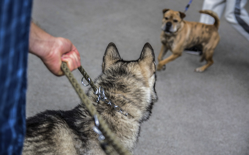 two dogs seeing each other and being reactive by pulling on their leashes to get to the other dog