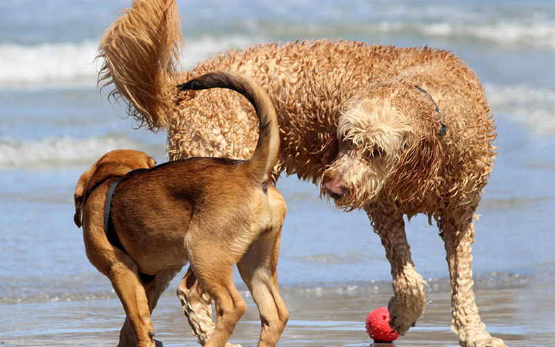 two brown dogs introducing themselves to one another on the beach