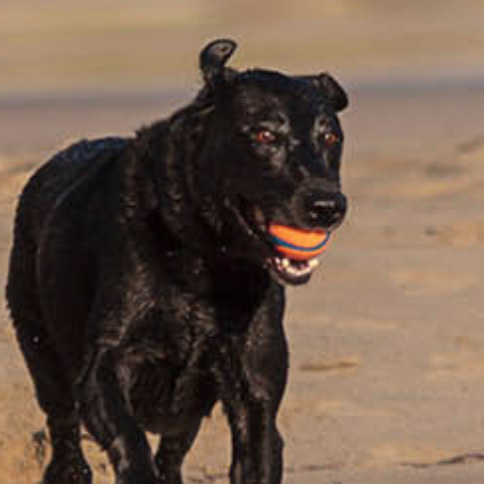 Black dog with orange ball running at the National Seashore in Wellfleet