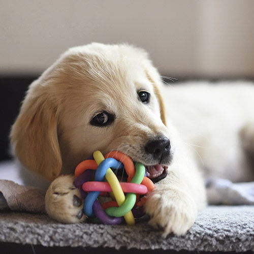 puppy working on a chew toy