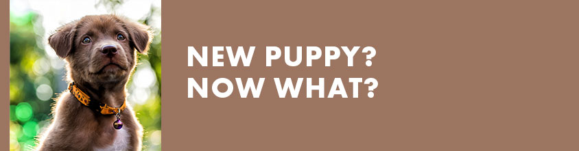 New Puppy? Now What? header on exfed dog training website