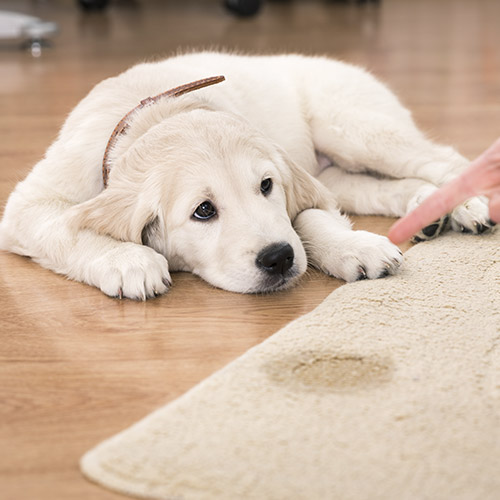 White puppy laying next to a carpet looking sheepishly as the carpet shows a pee stain