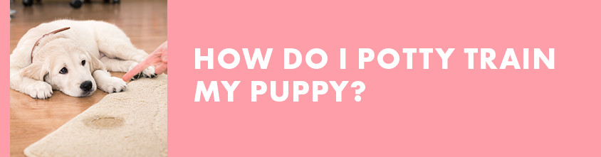 How do I potty train my puppy? header on exfed dog training website