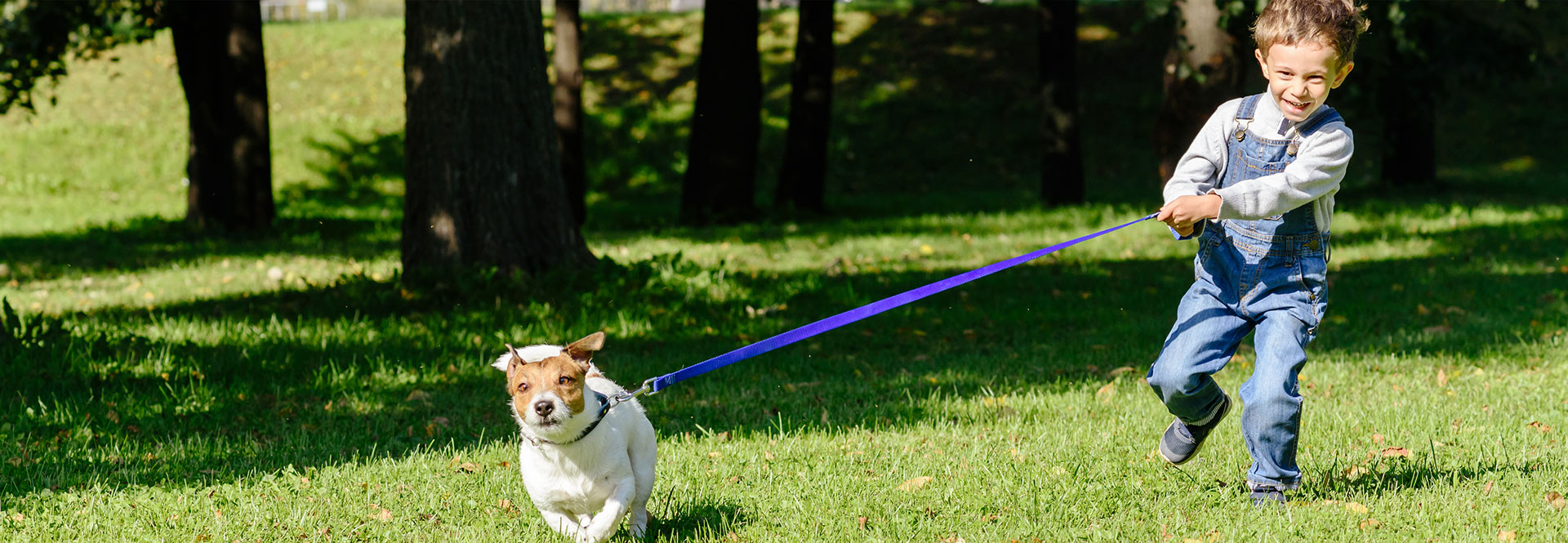 How do I get my dog to stop pulling on the leash? | Exfed ...