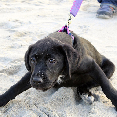 young black dog pulling on leash