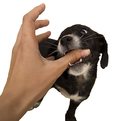 puppy play biting someone's finger
