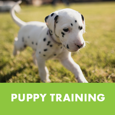 exfed dog training "puppy training" header with a palmation puppy running in the grass