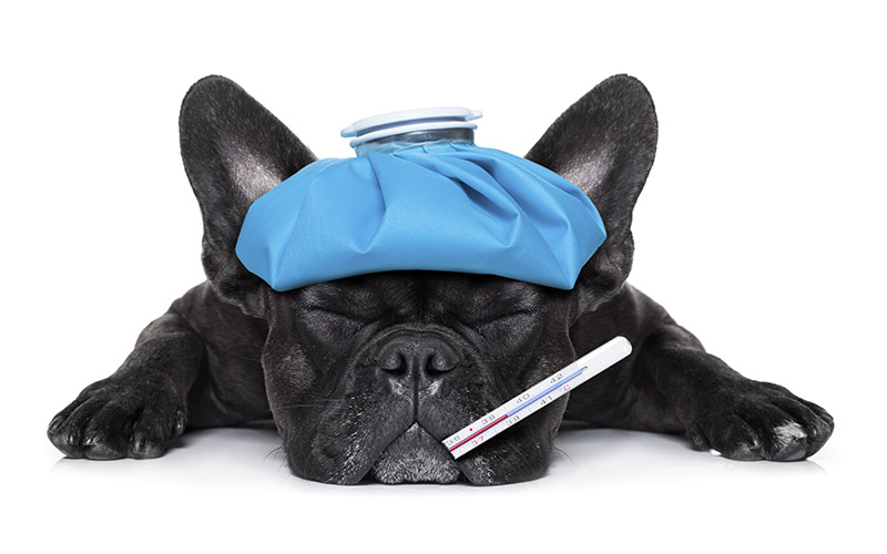poop black dog does'nt feel well and is laying with eyes closed a thermometer in its mouth and an ice bag on its head