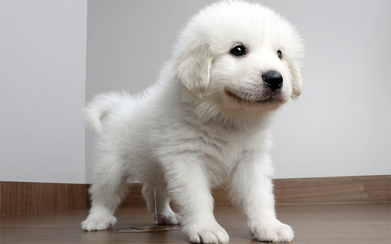 cute white puppy potty training accident on the floor