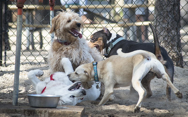 four dogs happily playing at a Brewster dog park near a bowl of water on a hot Summer's day
