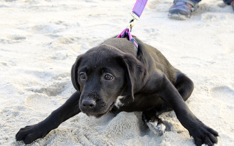 black puppy on a purple and pink leash and collar straining and pulling on a cape cod beach