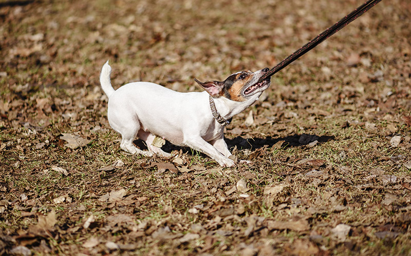 small white dog grabbing leash in mouth and pulling