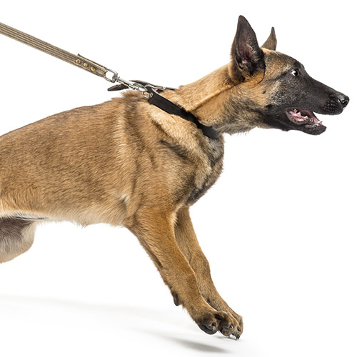Belgian malinois pulling on its leash with its front paws off the ground
