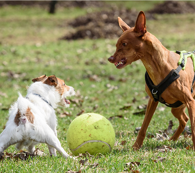 small brown and white dog and medium brown dog and a large tennis type ball with the medium sized dog baring its teeth claiming the ball