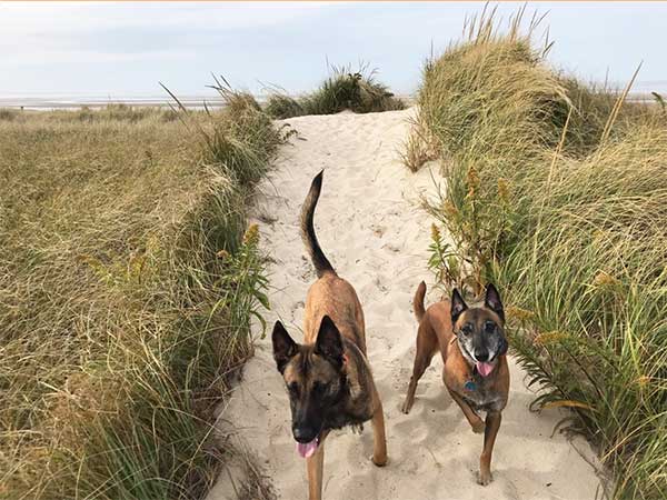 two belgian malinoise together on a path to the beach