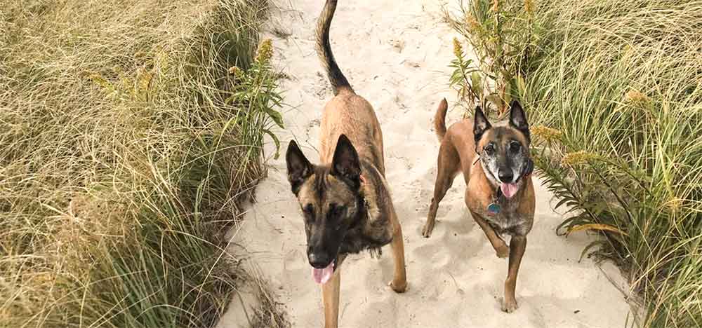 Photo of belgian Malinoise dogs running on beach. 