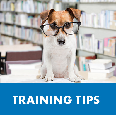 exfed dog training "training tips" header with a beagle wearing glasses at a library