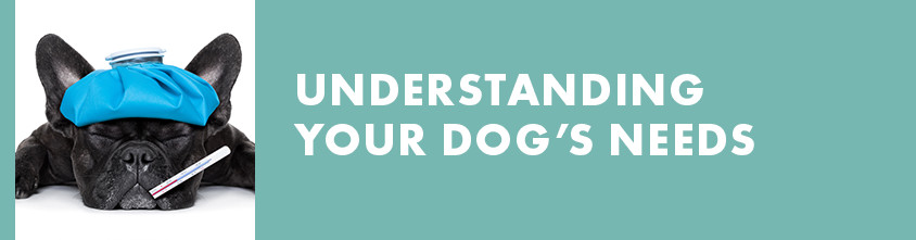 Understanding your dog's needs header on exfed dog training website